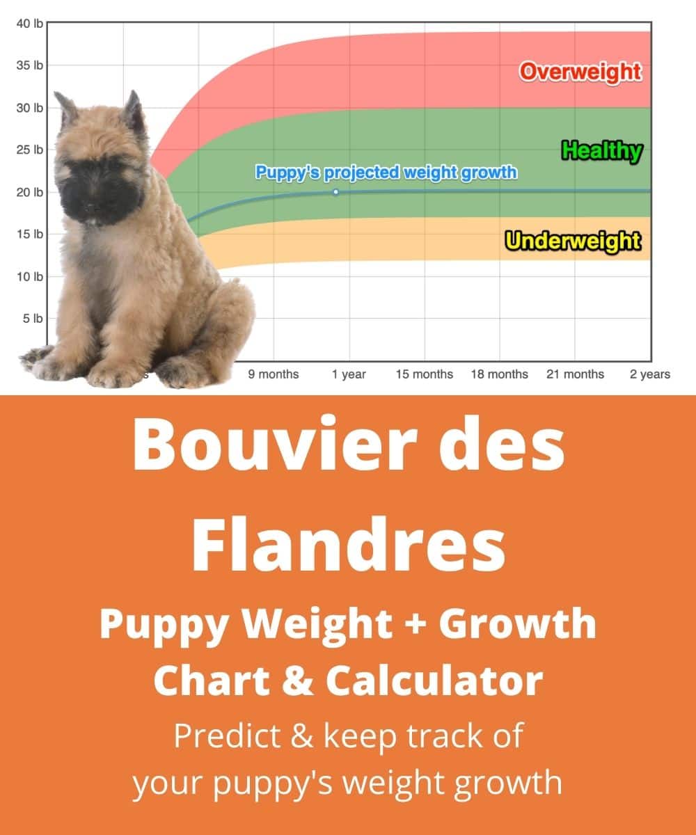 bouvier-des-flandres Puppy Weight Growth Chart